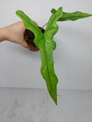 Alocasia Sabrina Aurea Variegata