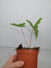 Alocasia Sabrina Aurea Variegata