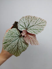 Begonia Pink Minx