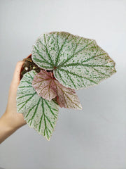 Begonia Pink Minx