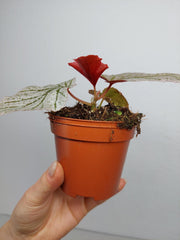 Begonia Pink Minx