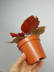 Begonia Pink Minx