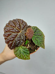 Begonia Ferox