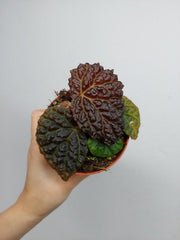 Begonia Ferox