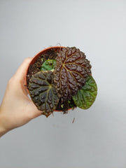 Begonia Ferox