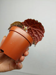 Begonia Ferox