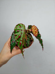 Begonia Pink Dottie
