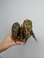 Begonia Pink Dottie