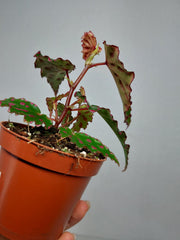 Begonia Pink Dottie