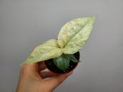 Amydrium Medium Silver Variegata
