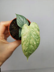 Amydrium Medium Silver Variegata