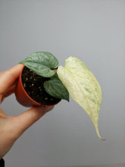 Amydrium Medium Silver Variegata