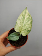 Amydrium Medium Silver Variegata