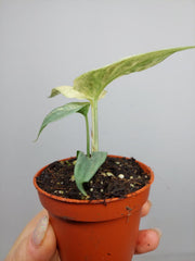 Amydrium Medium Silver Variegata