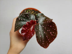 Begonia NoId