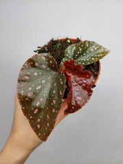 Begonia NoId
