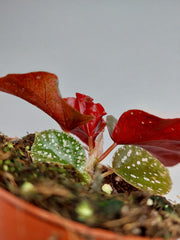 Begonia NoId