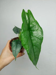 Alocasia Heterophylla Dragons Breath