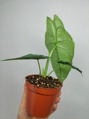 Alocasia Heterophylla Dragons Breath