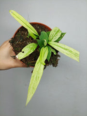 Anthurium Vittarifolium Variegata
