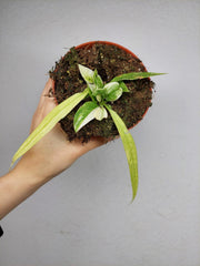 Anthurium Vittarifolium Variegata
