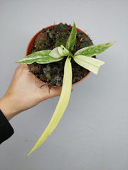 Anthurium Vittarifolium Variegata