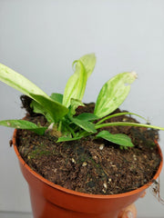 Anthurium Vittarifolium Variegata
