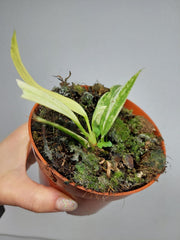 Anthurium Vittarifolium Variegata