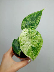 Alocasia Dragon Scale Mint