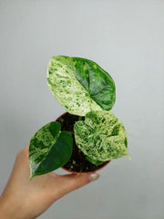 Alocasia Dragon Scale Mint