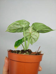 Alocasia Dragon Scale Mint