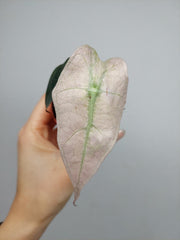 Alocasia Polly Variegata
