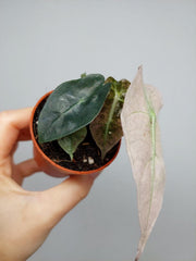 Alocasia Polly Variegata