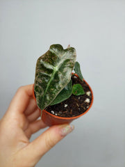 Alocasia Polly Variegata
