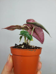 Alocasia Polly Variegata