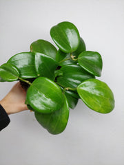 Hoya Quinquenervia