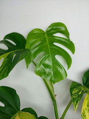 Monstera Aurea
