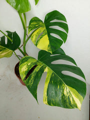 Monstera Aurea