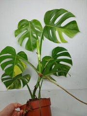 Monstera Aurea
