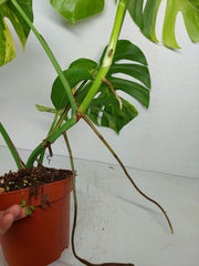 Monstera Aurea