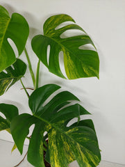 Monstera Aurea