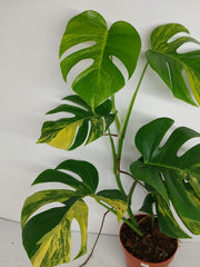 Monstera Aurea