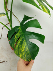 Monstera Aurea