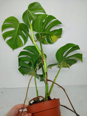 Monstera Aurea