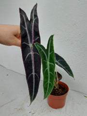 Sad Plants