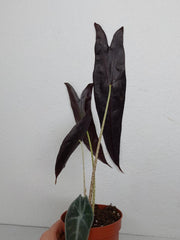 Sad Plants