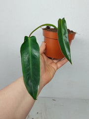 Sad Plants