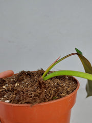 Sad Plants