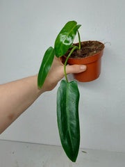 Sad Plants