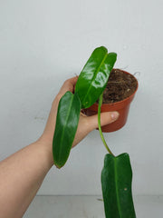 Sad Plants
